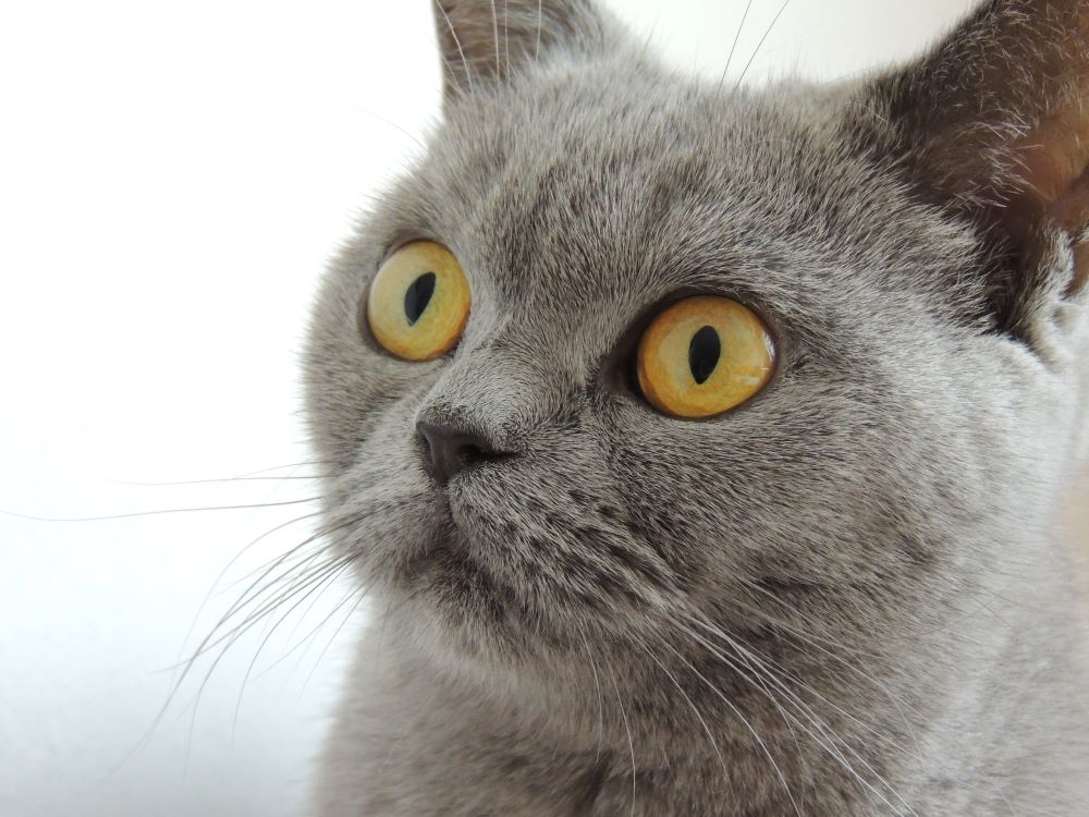 Chat British Shorthair : caractère, santé, alimentation et prix de la race