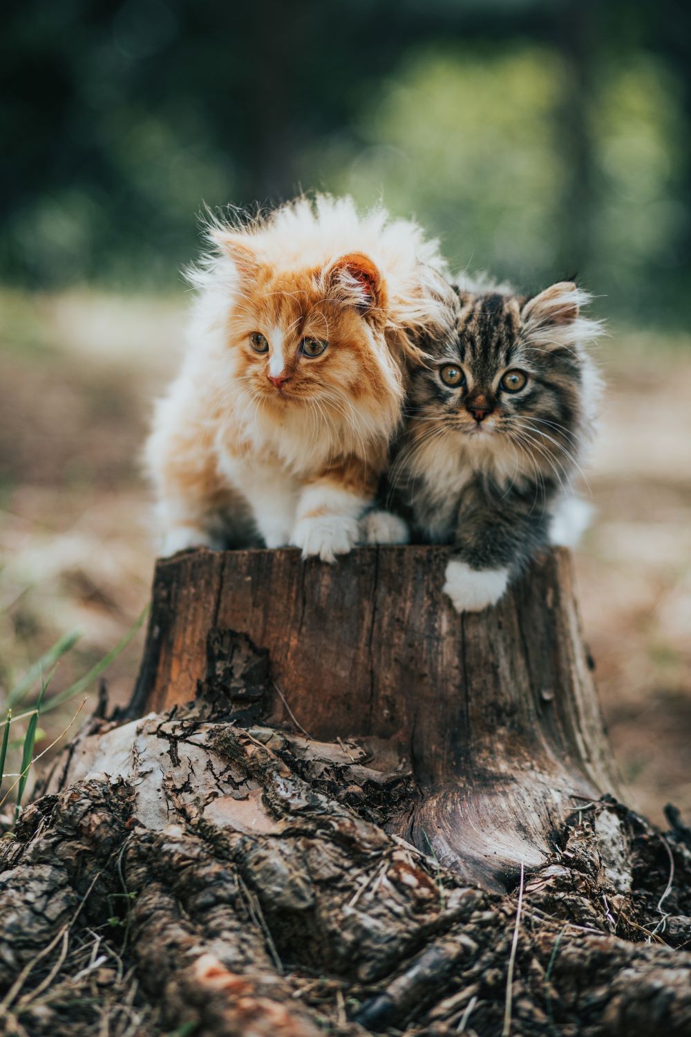 Chat Maine coon