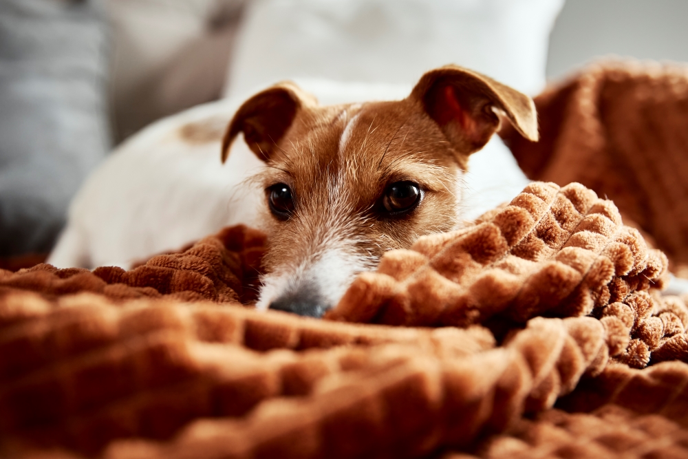 Chien d’appartement idéal : quel petit chien calme pour un appart ?