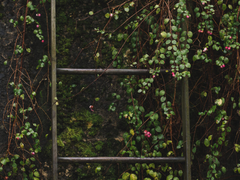 Installation d'un treillis pour une plante grimpante : voici comment