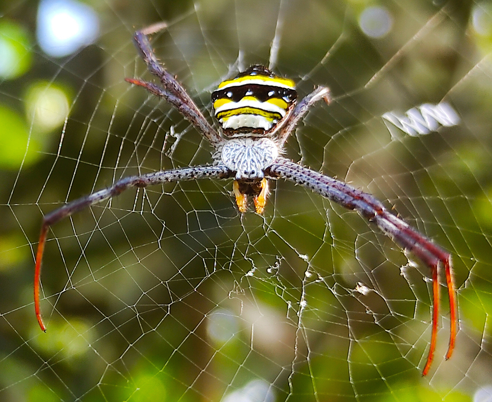 Comment tuer les araignées nuisibles de 4 façons naturelles