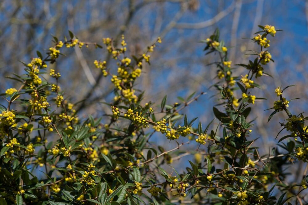 arbustes de barberry