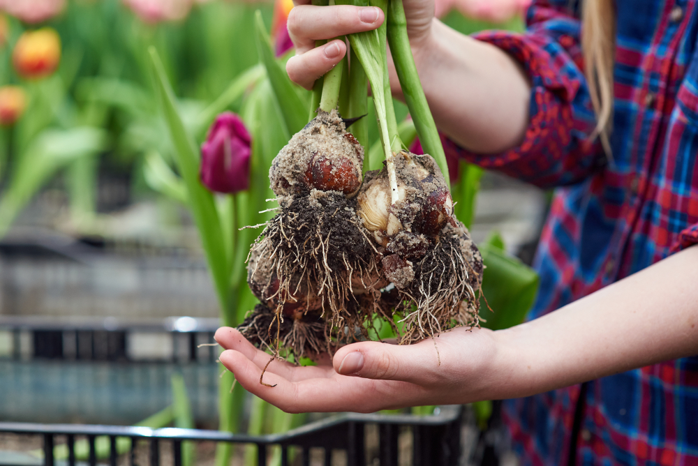 Connaissez-vous les bonnes façons de stocker les bulbes de tulipes ? Lisez ceci pour le savoir