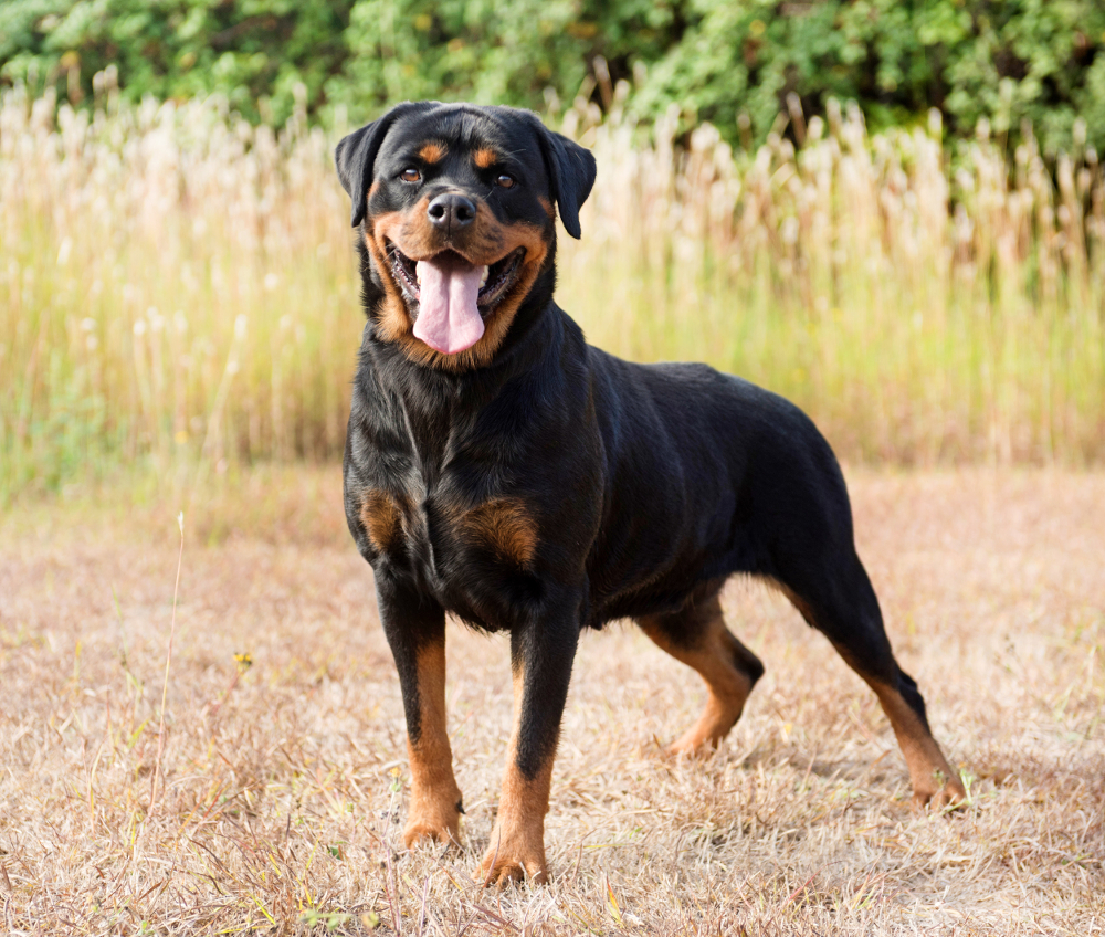 chien de garde