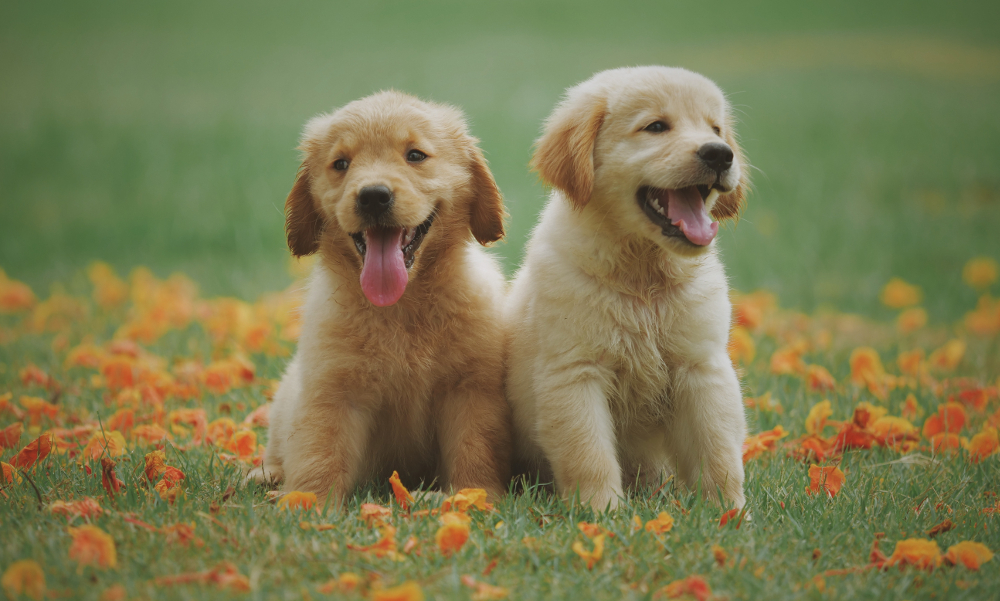 Idée de nom de chien mignon et original pour un mâle : quel prénom choisir pour un chien ?