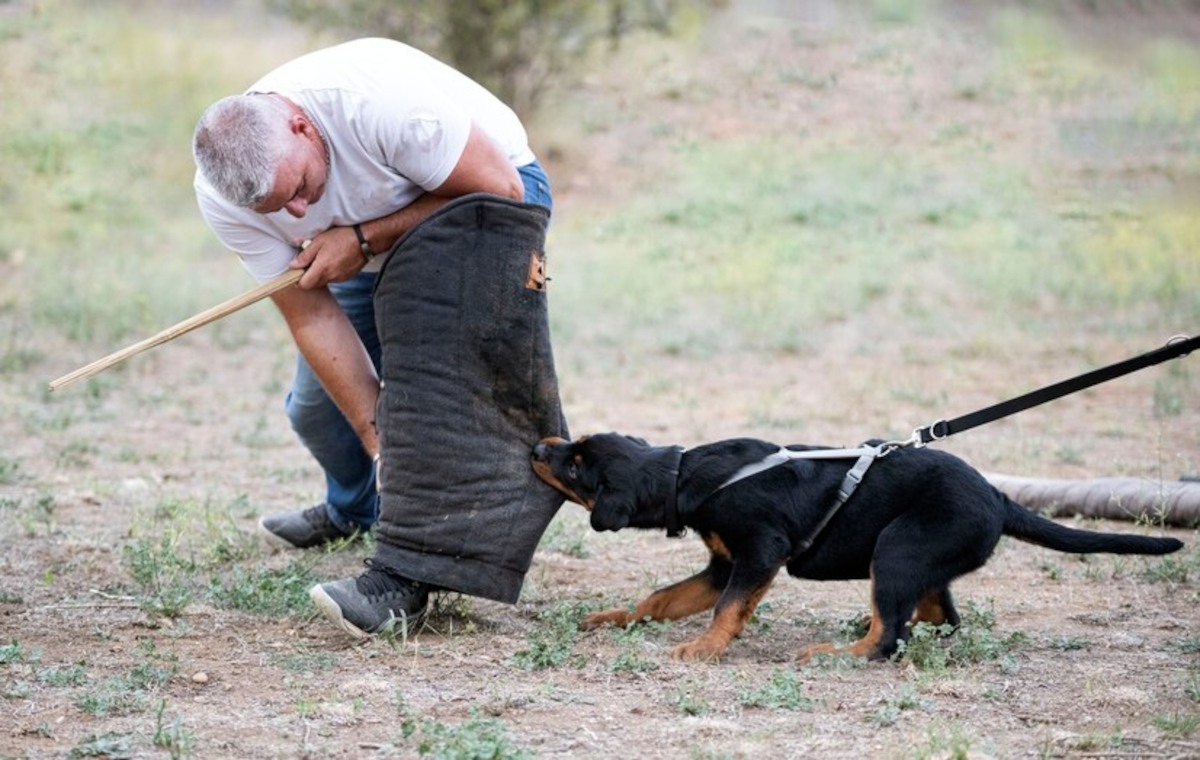 chien mord maître