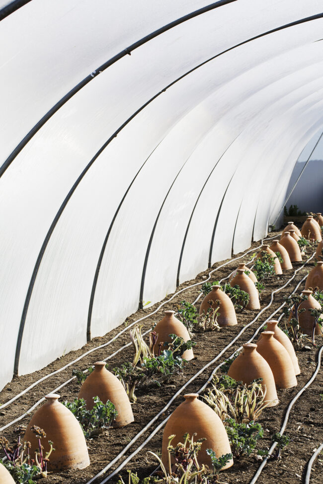 cloche de jardin