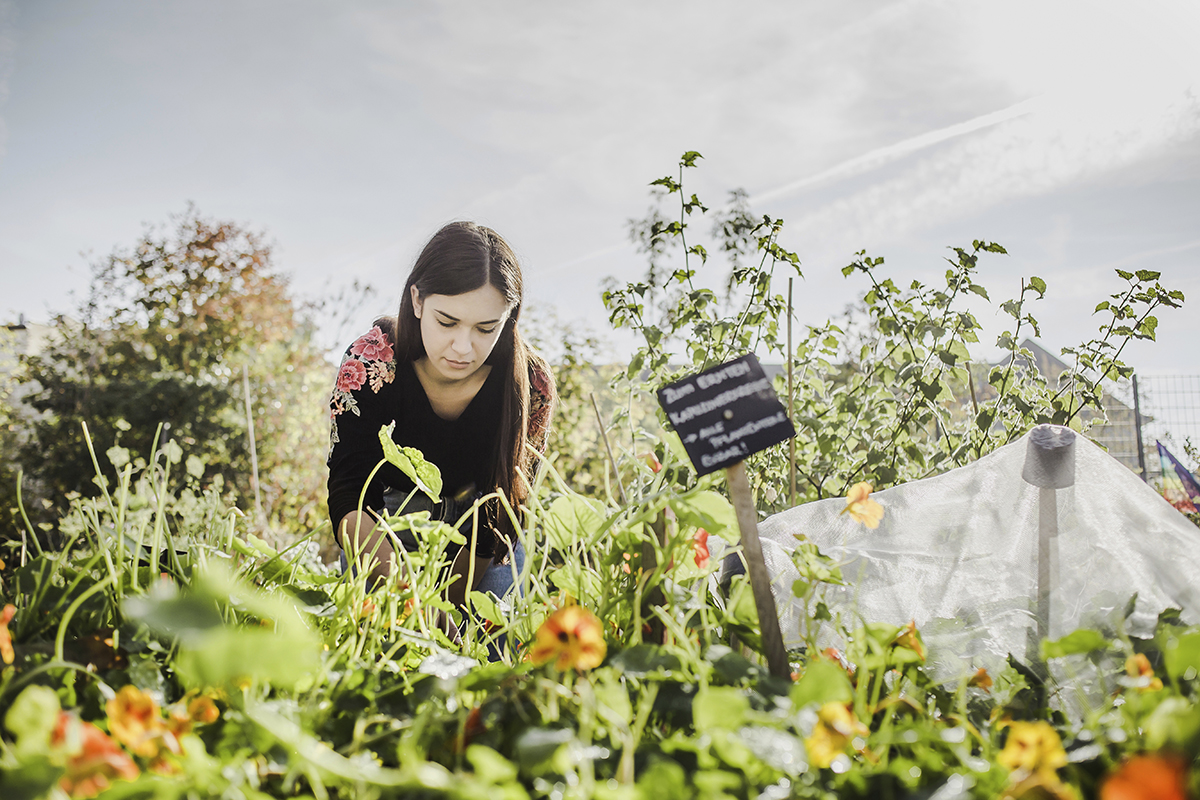 Comment fabriquer une cloche de jardin à fabriquer à la maison