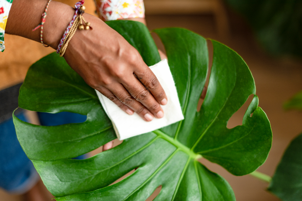 dépoussierage plante