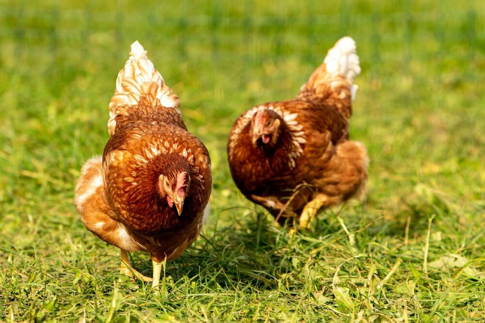 Comment élever des poules à la maison et construire un poulailler