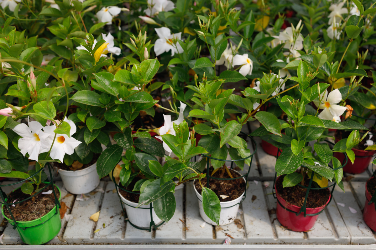 Le dipladenia, une plante de choix pour les tombes en hiver