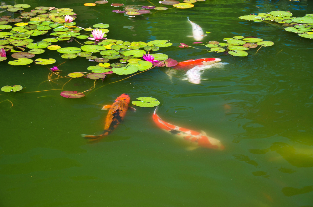 Un guide d’initiation à l’écosystème des étangs et bassins d’eau