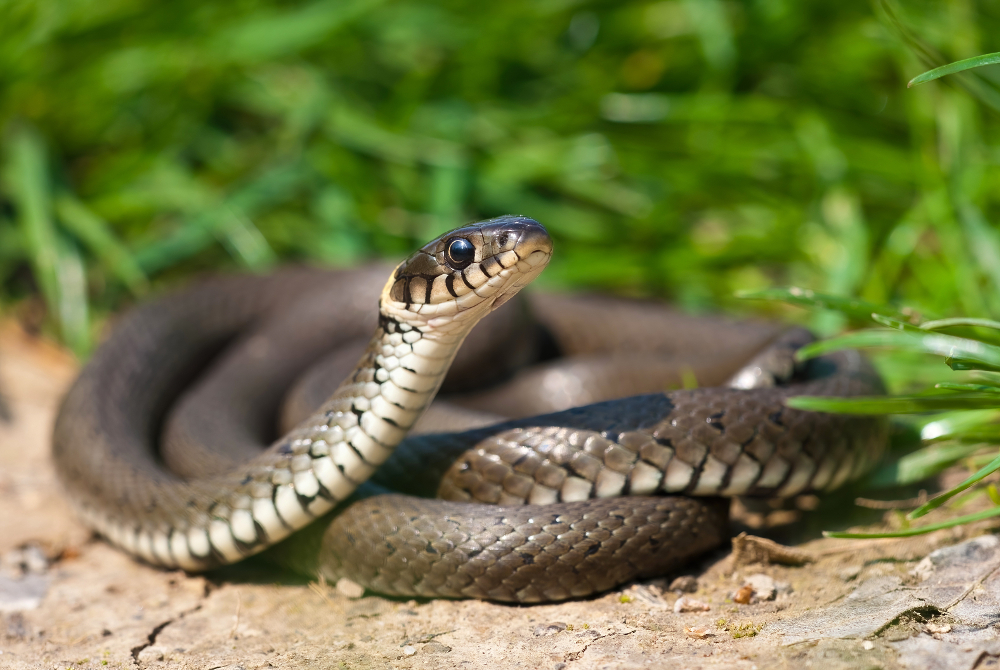 Conseils pratiques sur la manière d’identifier et de nettoyer les déjections de serpents
