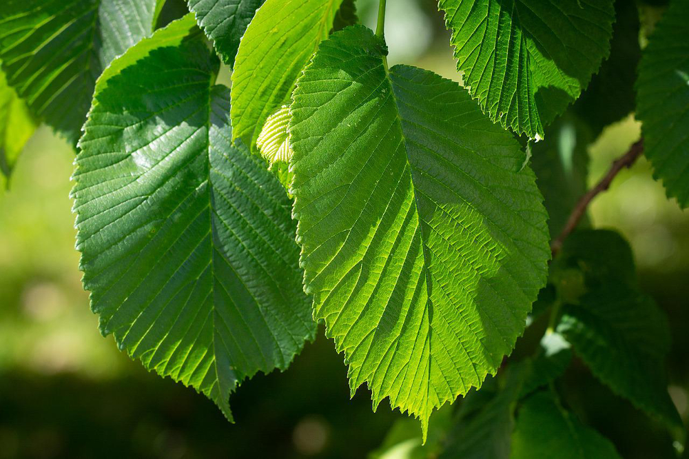 feuilles orme