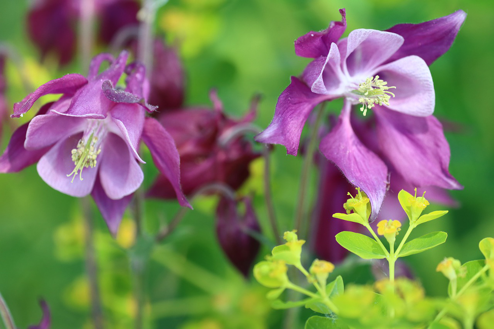 Conseils essentiels sur la culture et l’entretien des fleurs de Columbine