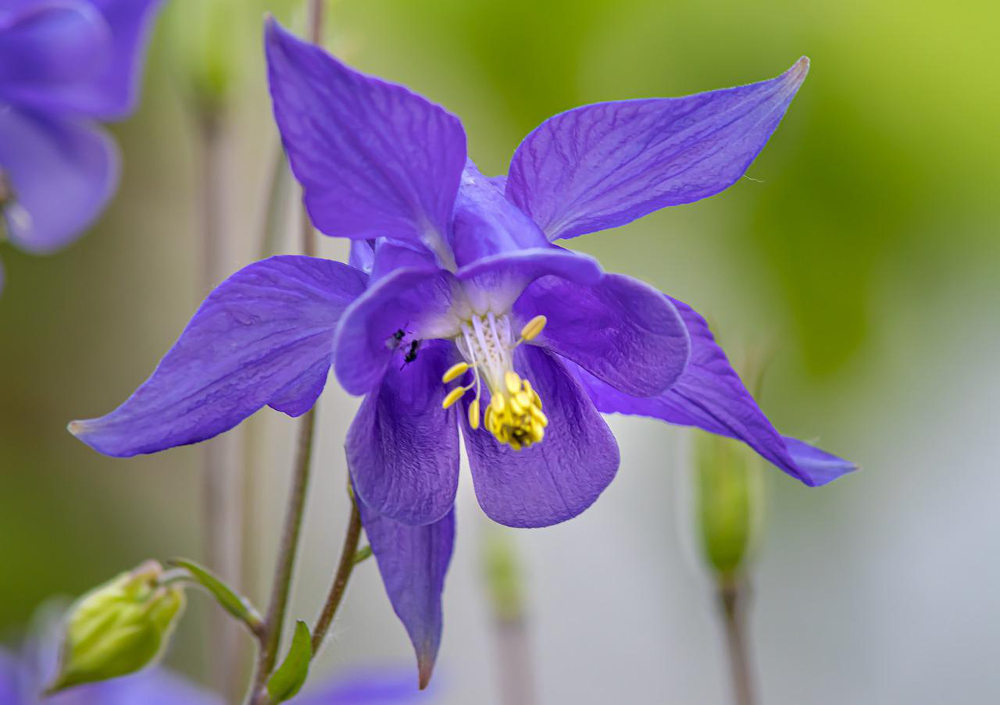 fleurs Columbine