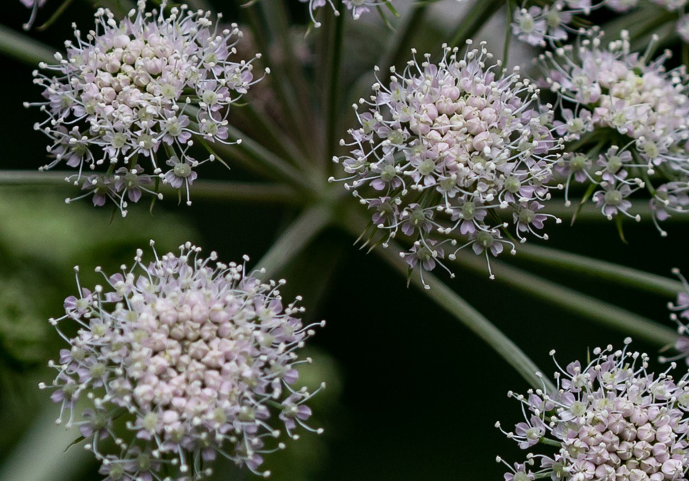 fleurs angélique