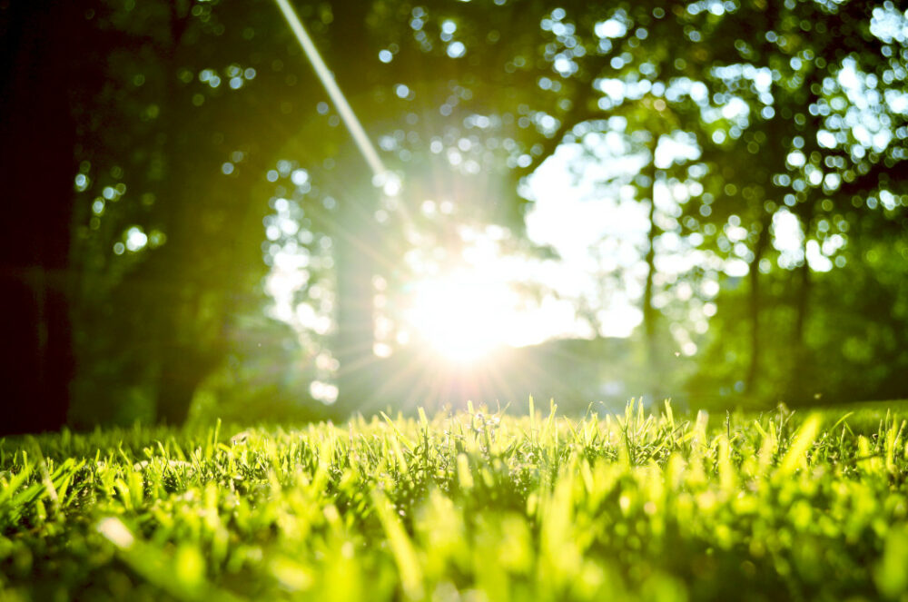 Comment cultiver et faire pousser l’herbe des Bermudes de la bonne manière