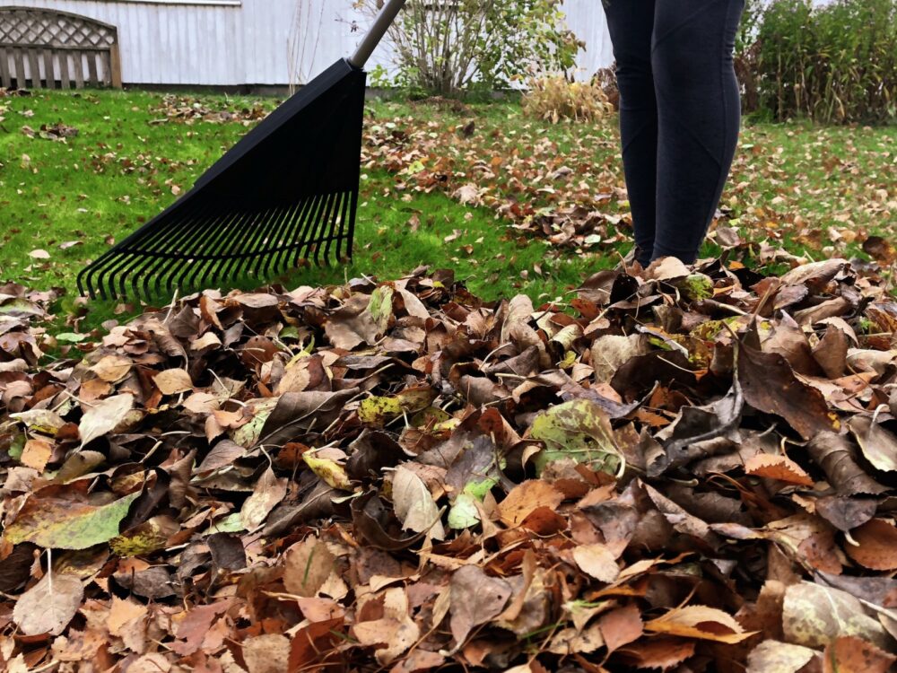 Comment préparer au mieux votre jardin pour l’automne