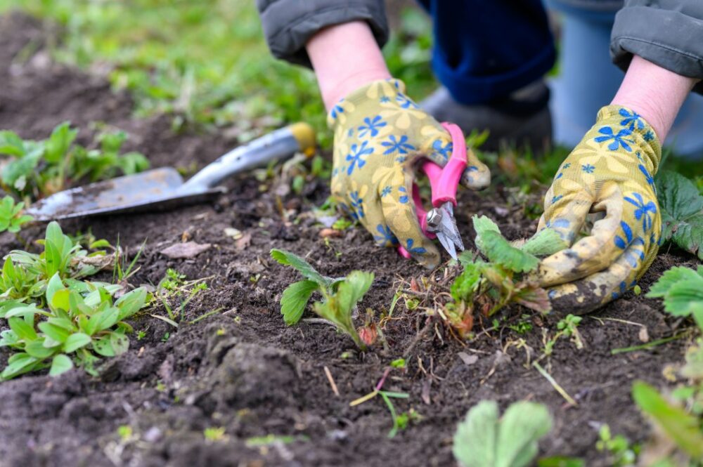 5 meilleures barrières et tissus contre les mauvaises herbes