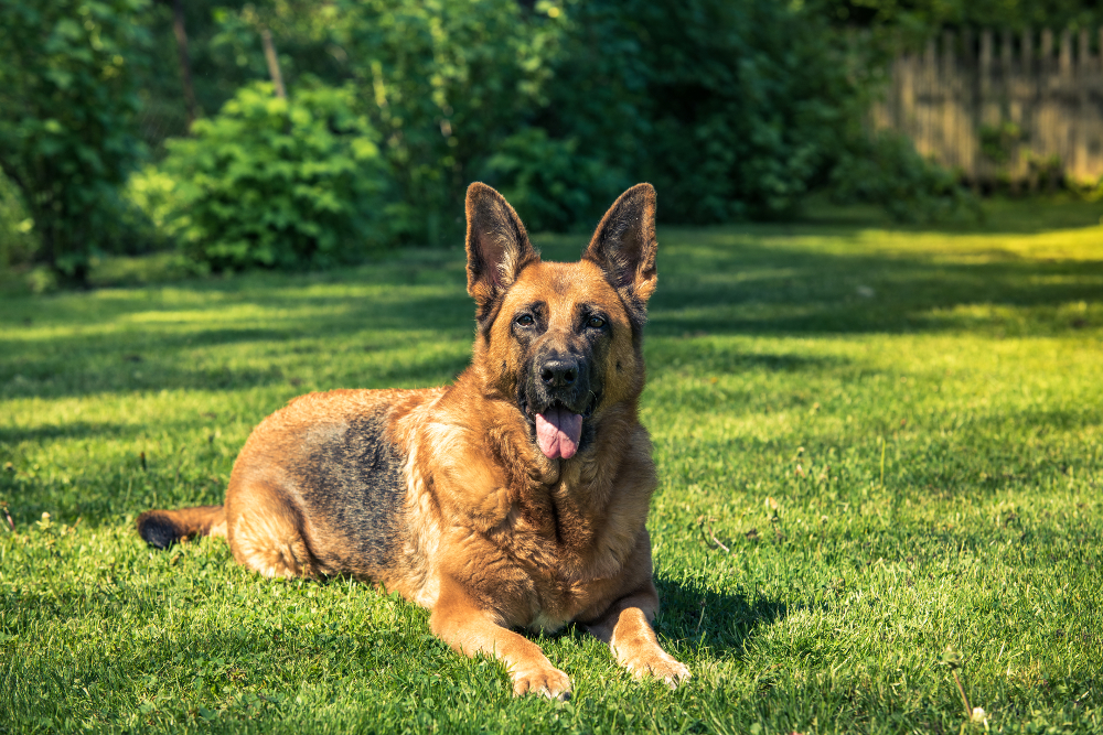 Chien de garde maison : quelles races sont les meilleurs chiens de garde ?