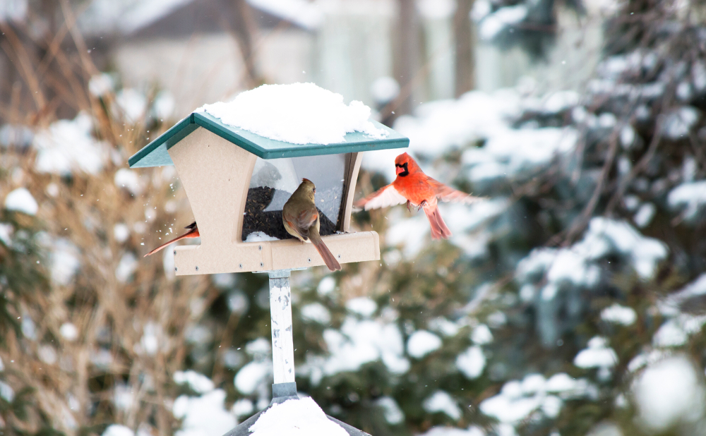 nichoir à oiseaux