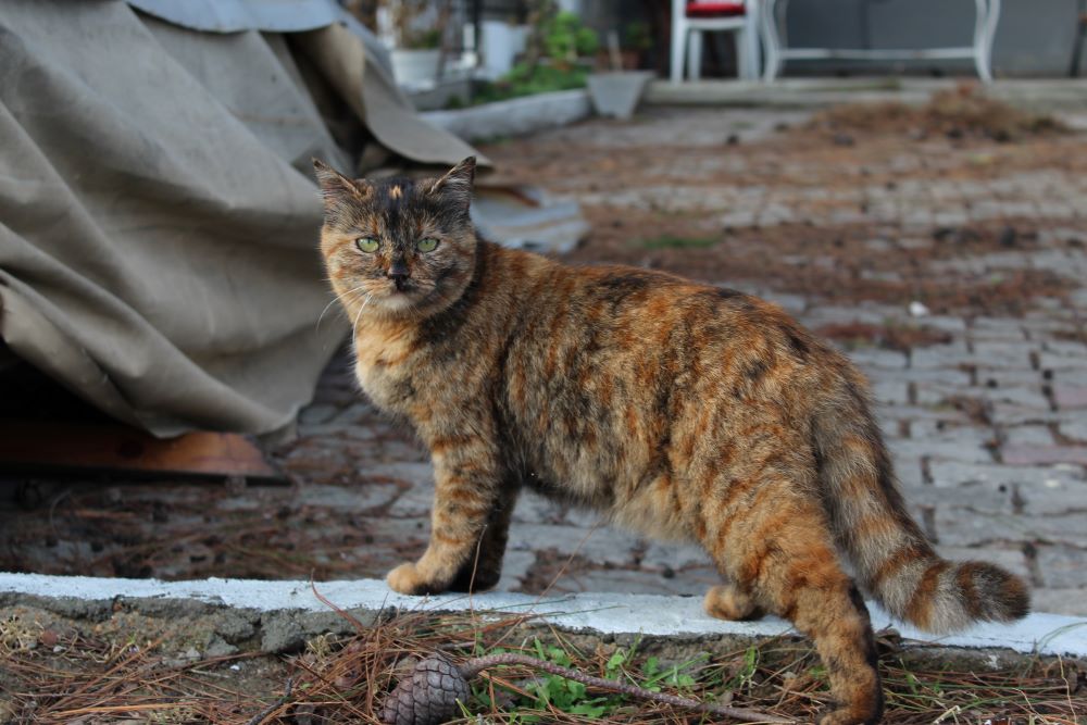 Comment enlever l’odeur d’urine de chat avec un destructeur d’odeur