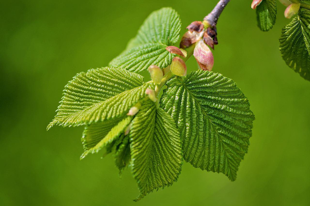 Conseils utiles sur l’identification des feuilles d’orme et de leurs maladies