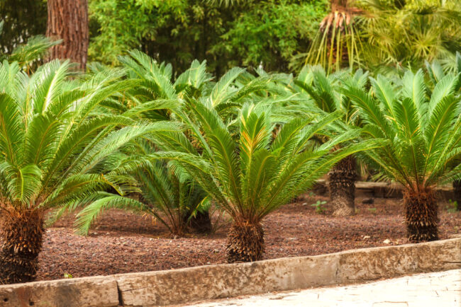 Graines De Phoenix Pusilla - Palmier Dattier De Ceylan - Boutique Végétale