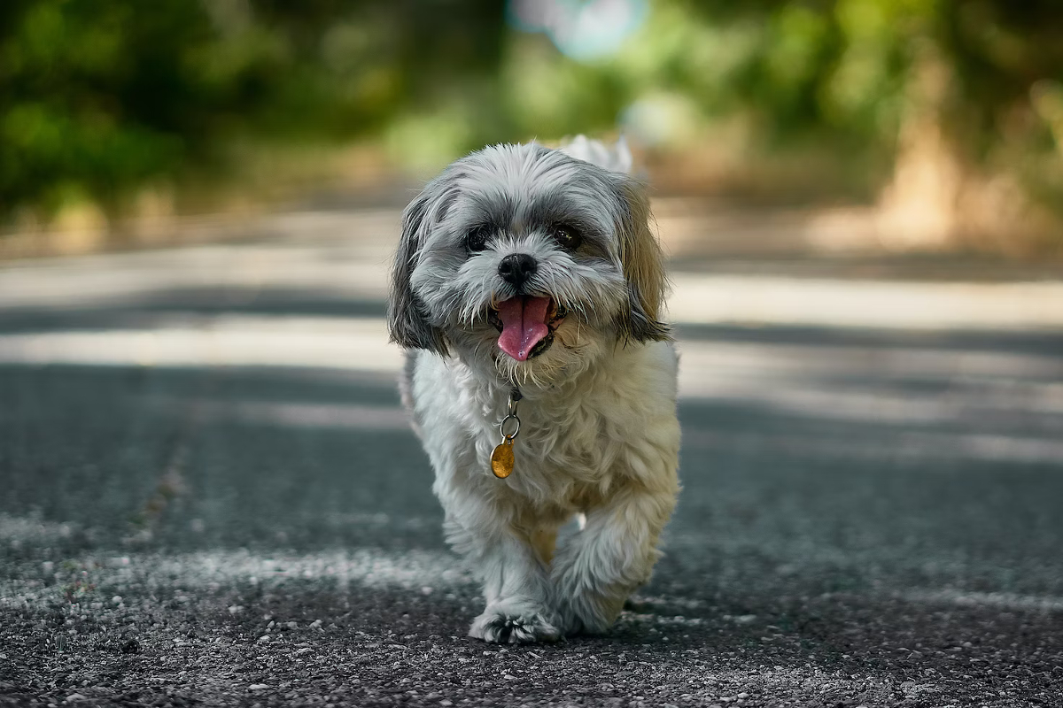 petit chien affectueux