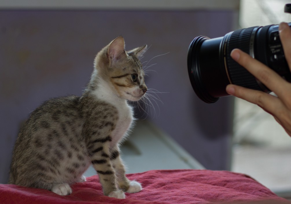 Les meilleurs appareils photos pour photographier des animaux