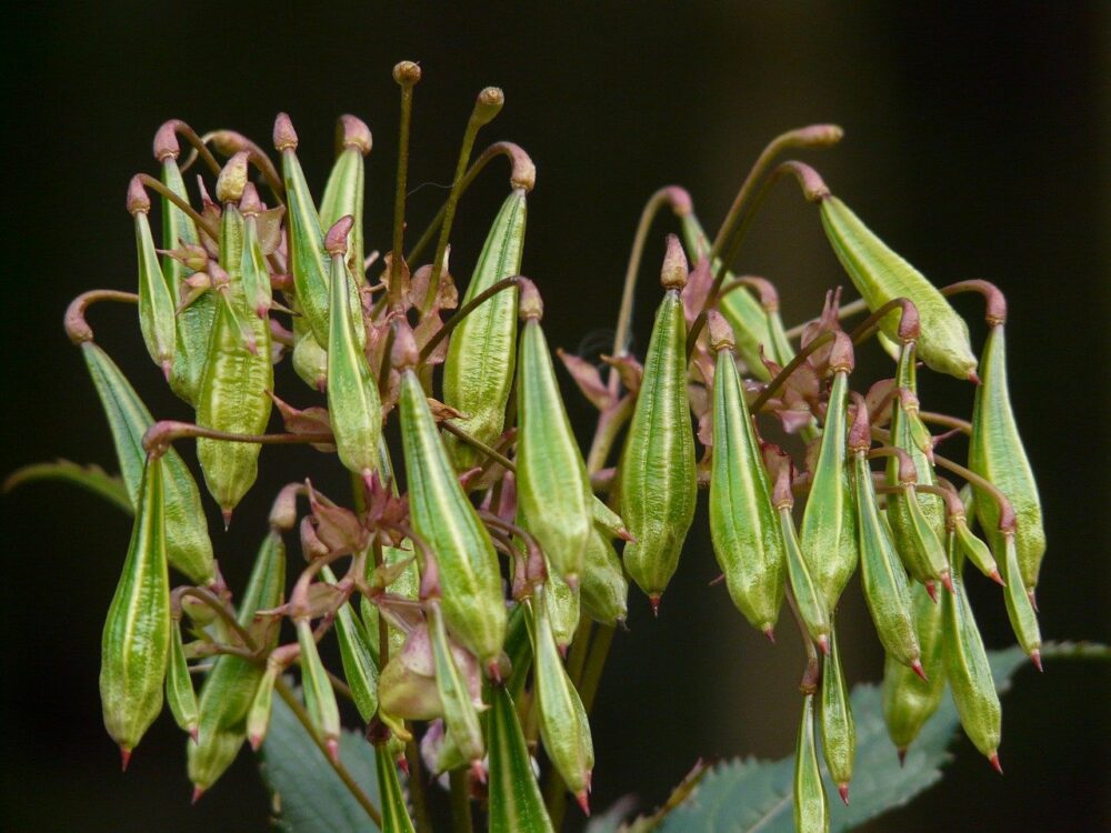 plante balsam