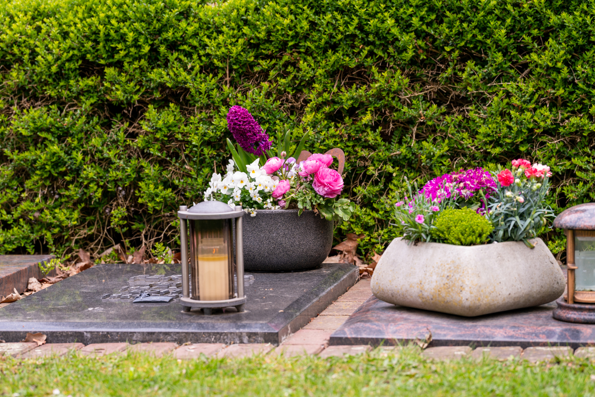 Un dipladenia au cimetière : une plante esthétique pour une tombe en hiver