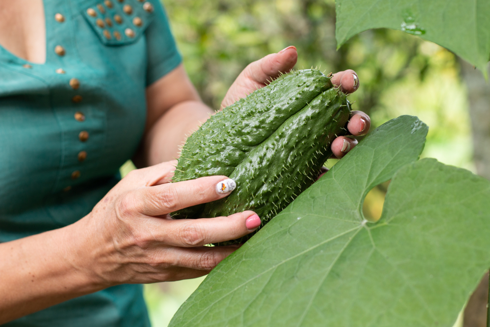 Comment cultiver et prendre soin de la plante polyvalente qu’est le chayote