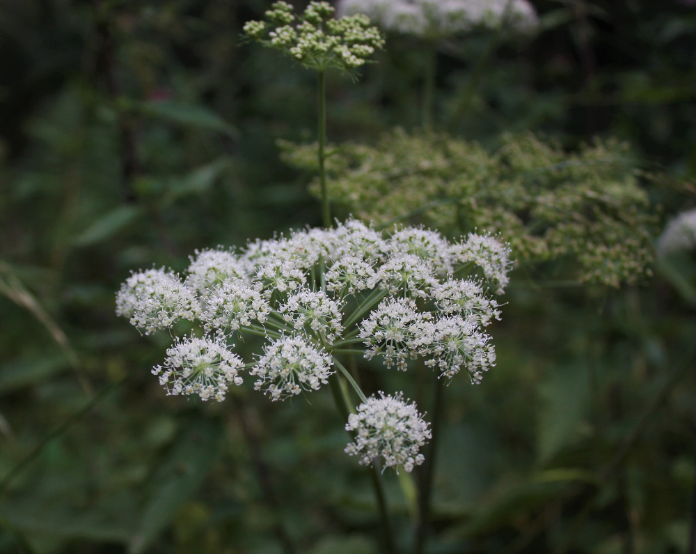 Conseils très utiles sur la culture et l’entretien des plantes d’angélique