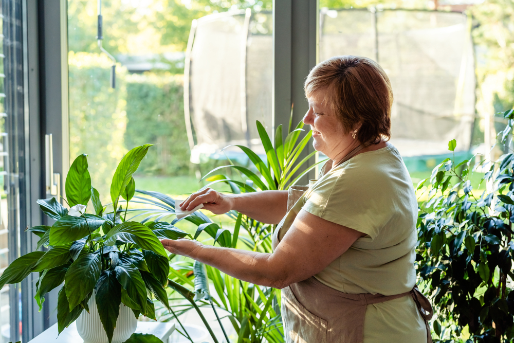 Comment se débarrasser de la poussière des plantes d’intérieurs ?