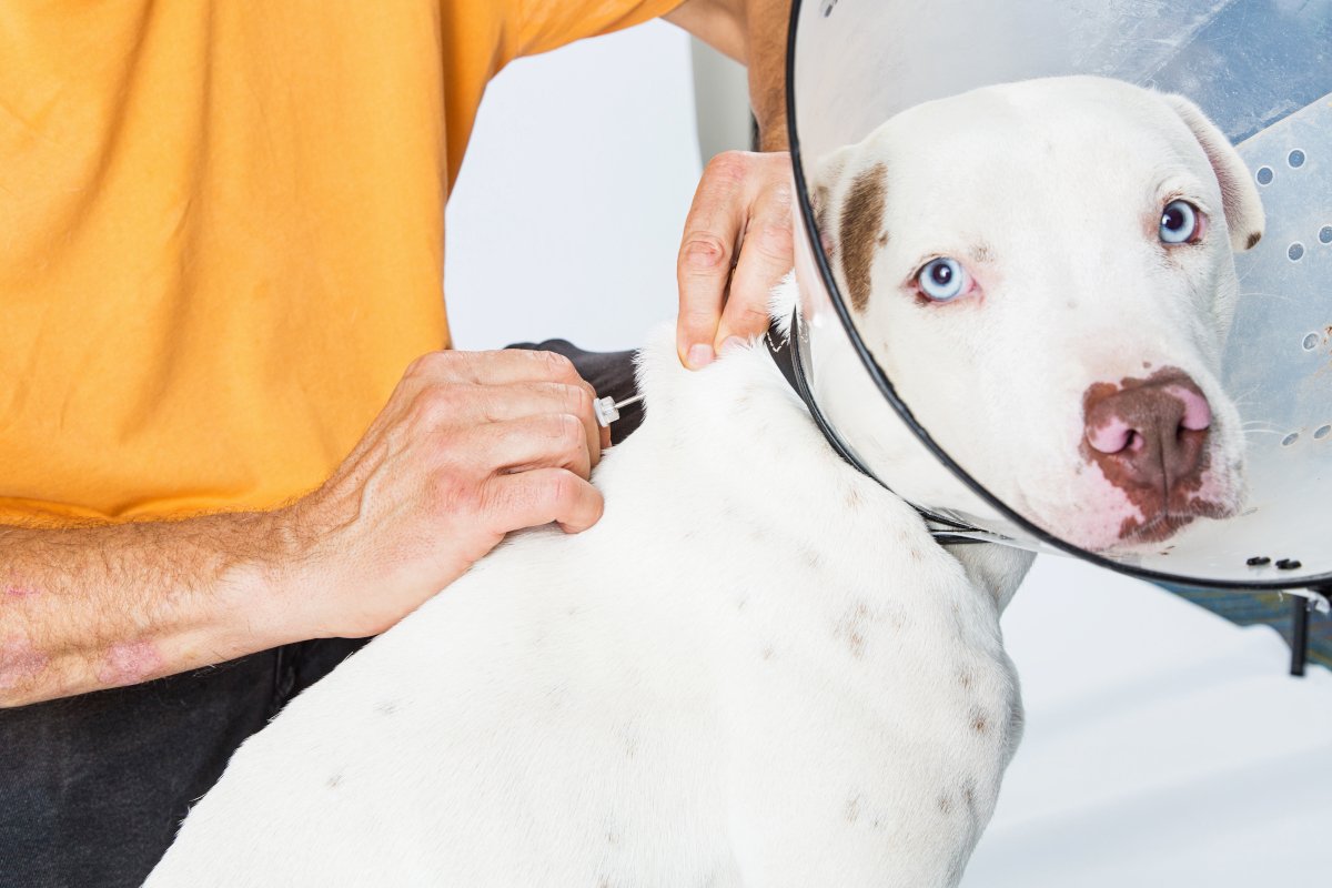 Quel est le prix pour pucer un chien avec une puce électronique ?