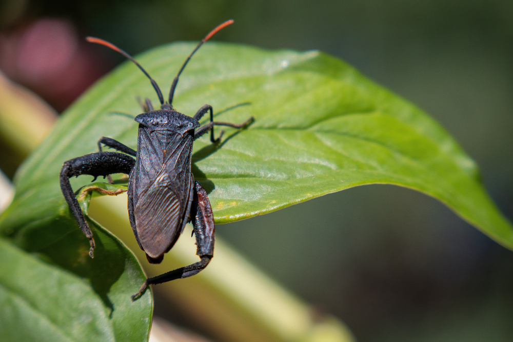 Comment se débarrasser des insectes des semences de conifères de l’Ouest