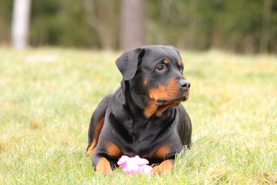 Chien de garde : quelles sont les races des meilleurs chiens pour la garde