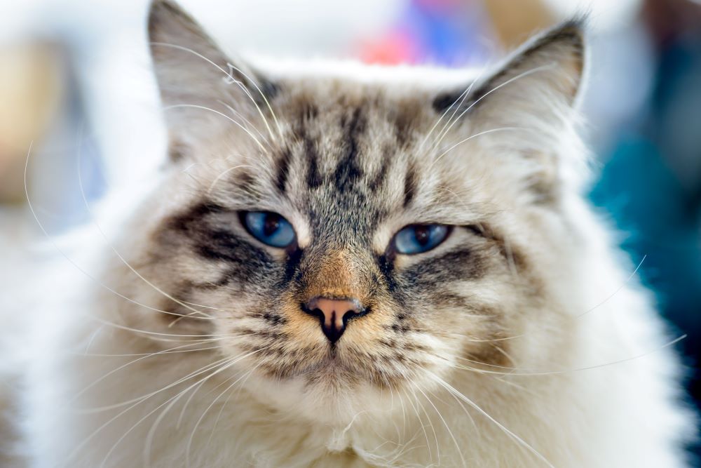 Chat Maine coon : le prix d’un chat de la race maine coon