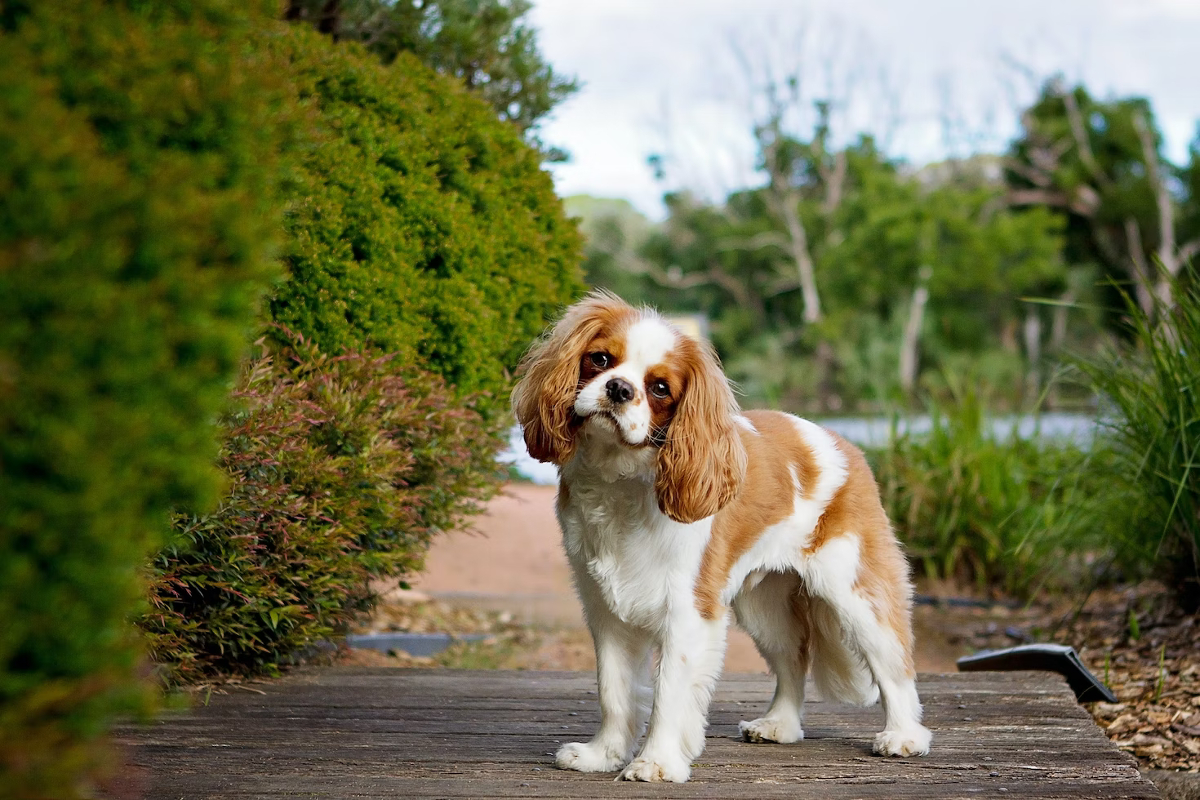 Le compagnon parfait : les races de petit chien affectueux et calme