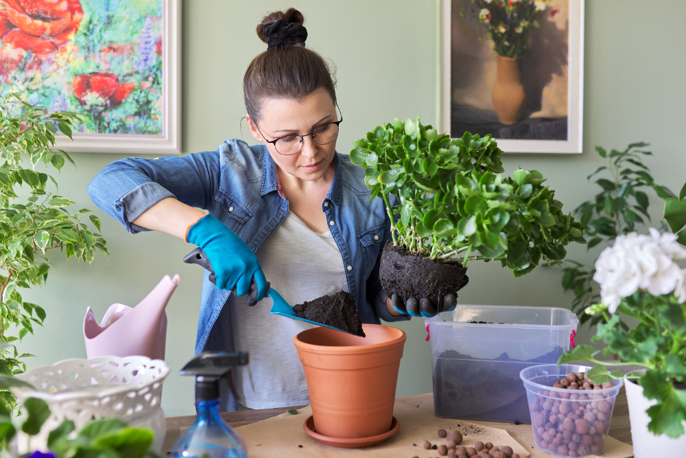 Conseils pour prendre soin des Kalanchoés