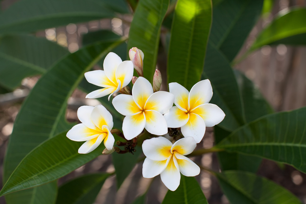 soins plumerias